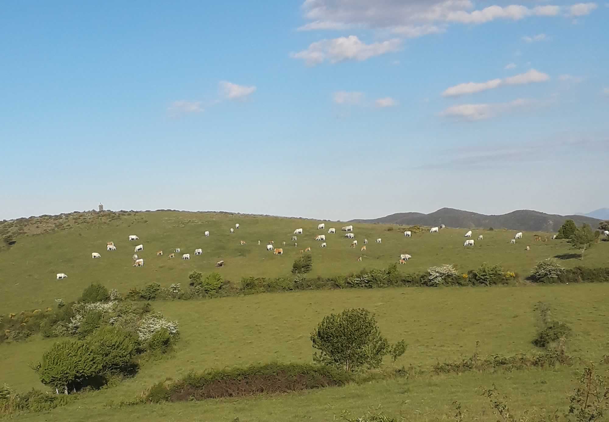 G.A.E.C Deulofeu Nieto à Prats de Sournia
