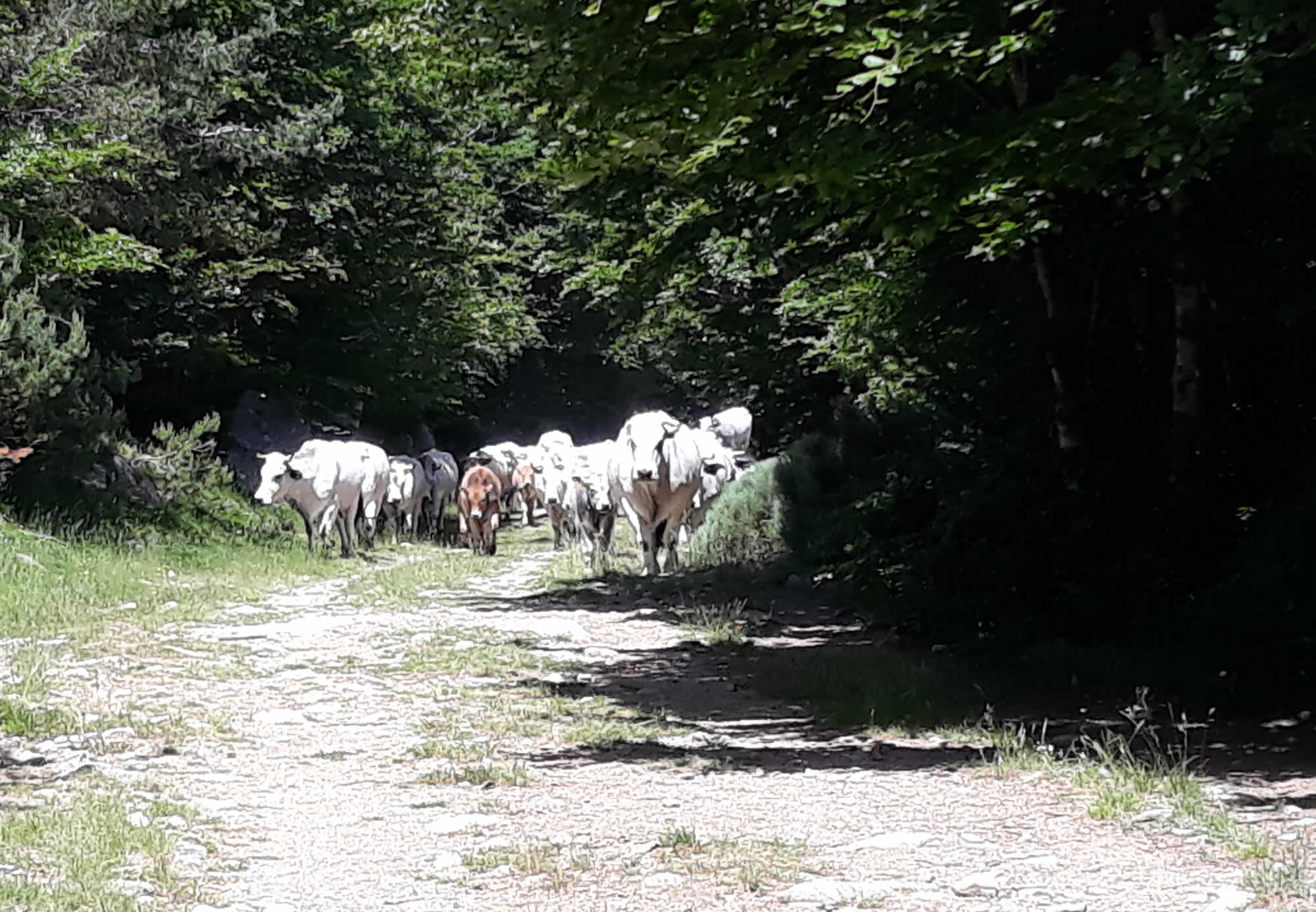 Pyrénées Orientales